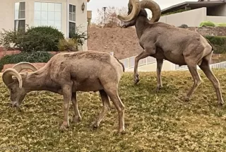 Photo #4: 2688386 Listing