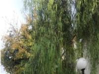 More Details about MLS # 2410624 : 1701 KATIE AVENUE 76