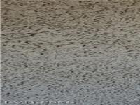 More Details about MLS # 2686253 : 3151 SOARING GULLS DRIVE 1074